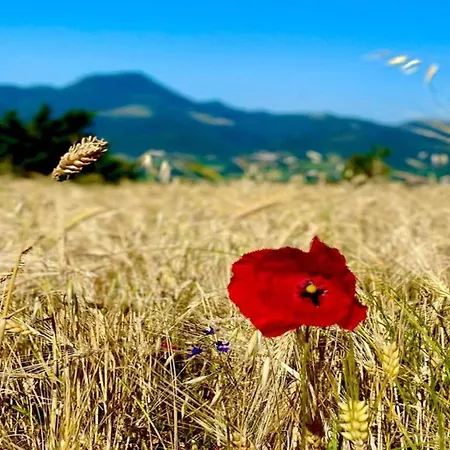 Spacious With Swimming Pool Holiday home Cingoli